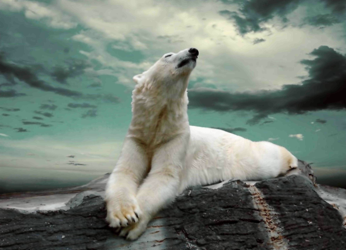 Благодаря густому пушистому меху белые медведи не замерзают в условиях Заполярья.