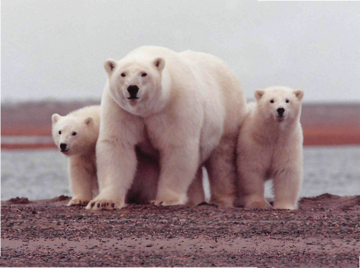 Белые медведи – самые большие хищники на материке.