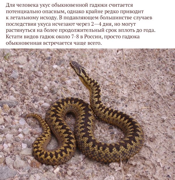 Самые опасные животные России (17 фото)