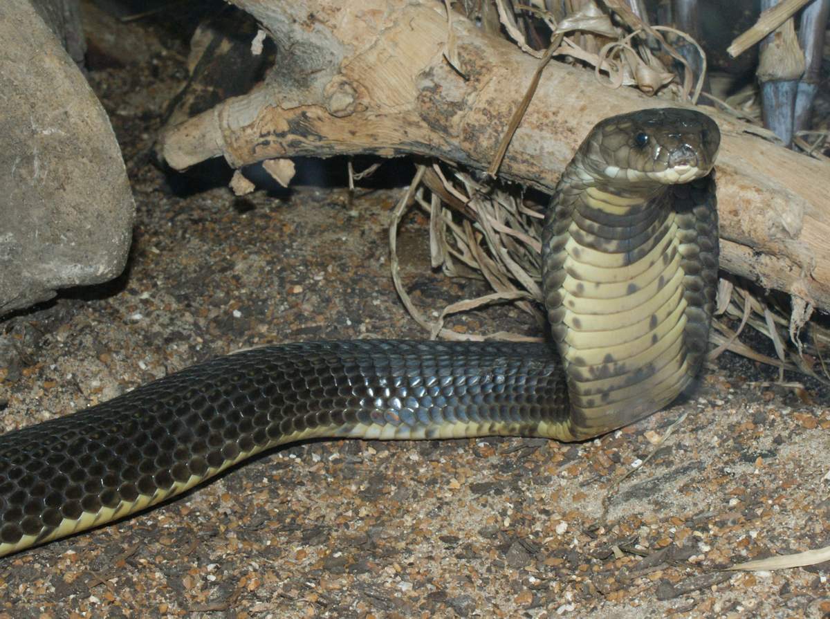 В длину среднеазиатская кобра достигает больших размеров - до двух метров. 
