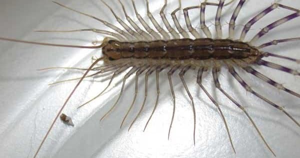 15 насекомых, которые живут у вас дома бррррррр, домашние насекомые