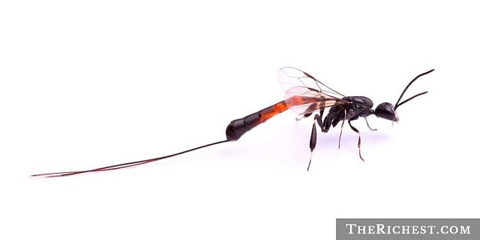 6. Оса-паразит (наездник) бррррррр, домашние насекомые