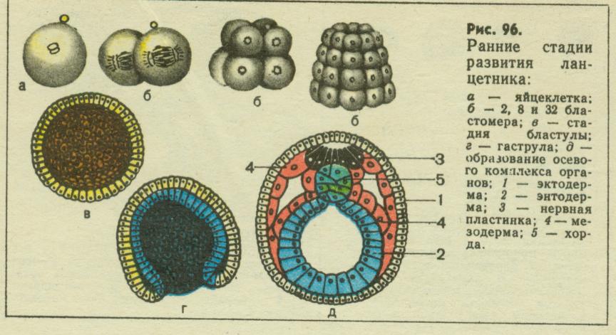 Эмбриональное развитие ланцетника рисунок