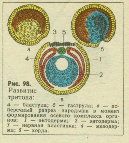Зародышевая и внезародышевая энтодерма примеры их производных