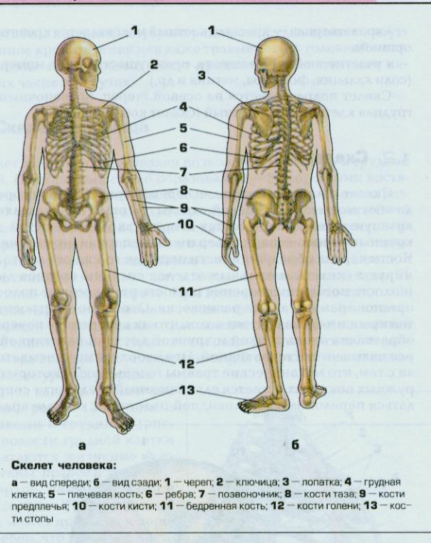 Строение человека скелет фото с надписями у женщин спереди