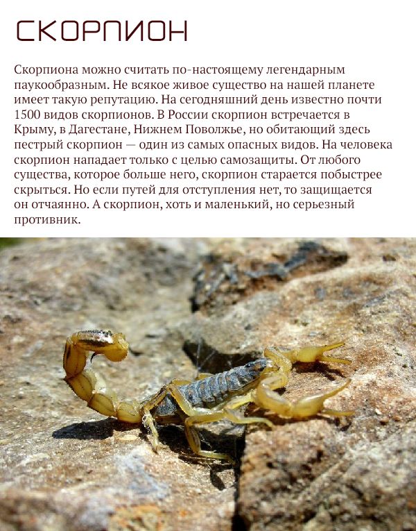Самые опасные животные России (17 фото)