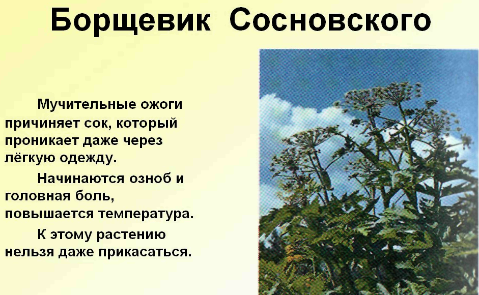 Борщевик Сосновского | lemur59.ru