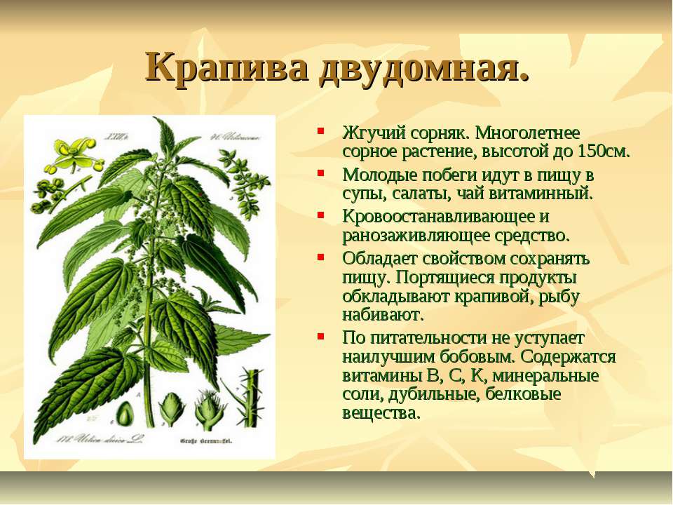 Крапива | lemur59.ru